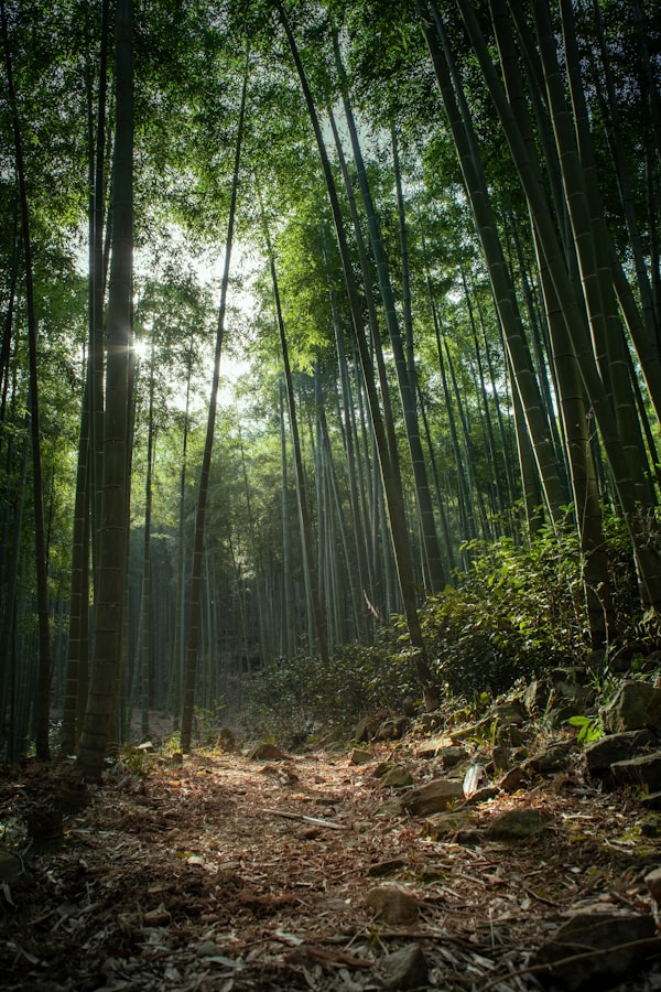 Bamboo Forest